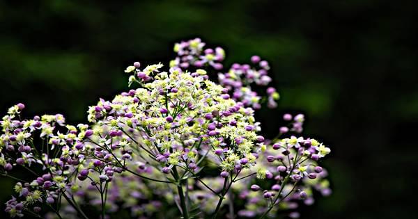 فوائد زهرة الألماسة للصحة والجمال الطبيعي