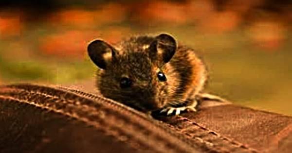 هل رؤية الفئران في المنام تدل على السحر؟